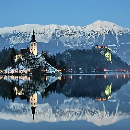 Rose In Winter Bled